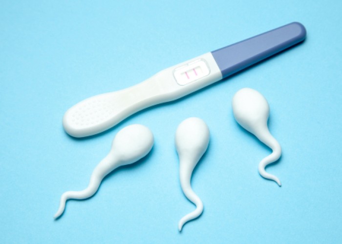 male fertility